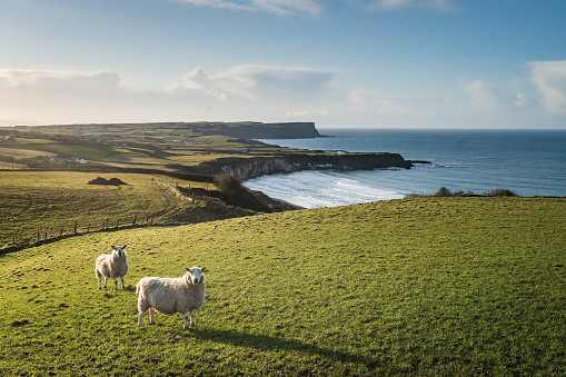 Two sheep standing on a green field with a coastal landscape in the background